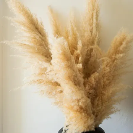 New Tosca باردولينو